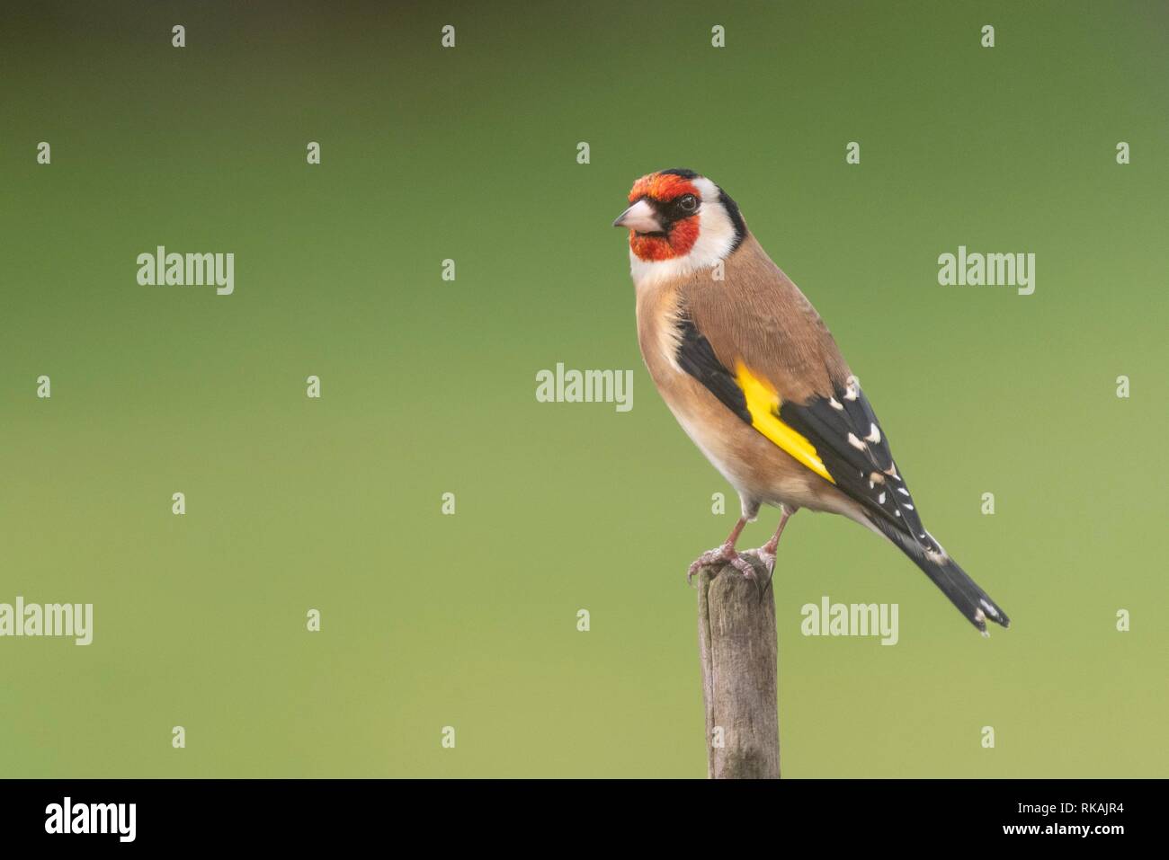 Cardellino appollaiate su un ramo Foto Stock