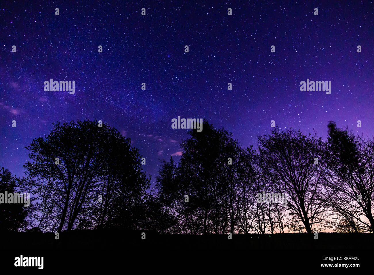 Silhouette di un albero sul cielo notturno con molte stelle luccicanti nel parco nazionale Foto Stock