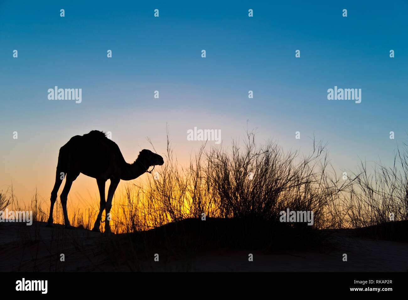 SIlhouette di un cammello al tramonto nel deserto del Sahara, sud della Tunisia Foto Stock