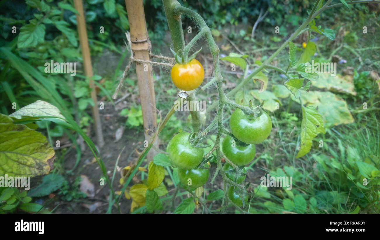 Close up di pomodori cresciuti in casa in giardino Foto Stock