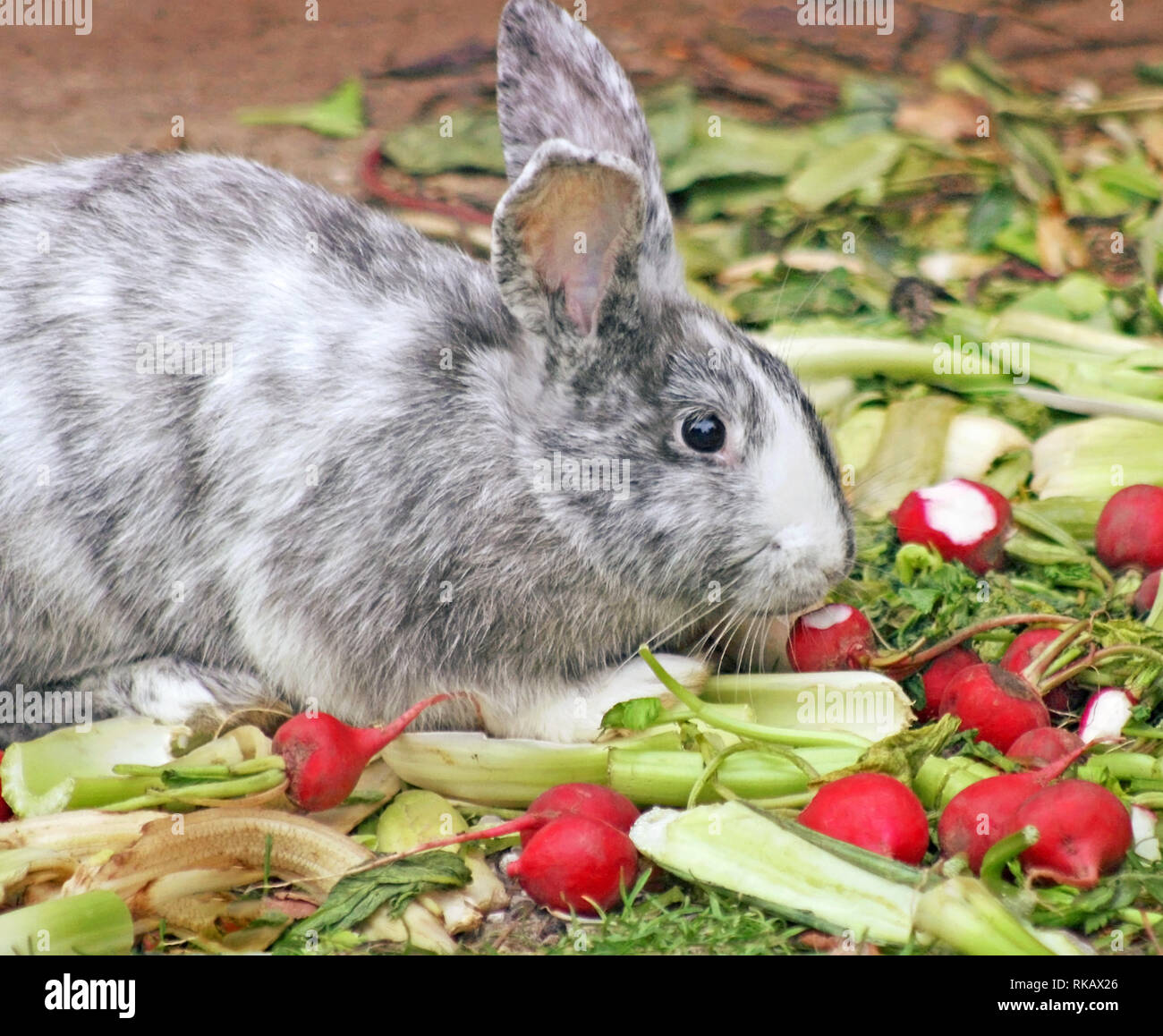 Il grigio e il coniglio bianco mangiare una varietà di verdi Foto Stock
