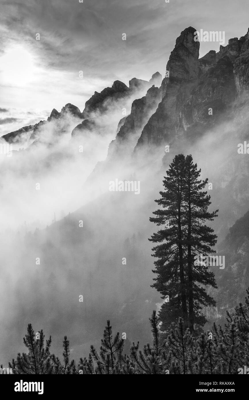 Retroilluminazione, nebbia e nuvole sulla valle alpina. Bianco nero paesaggio di montagna con Pinus cembra albero. Le Dolomiti di Sesto. Alpi italiane. L'Europa. Foto Stock