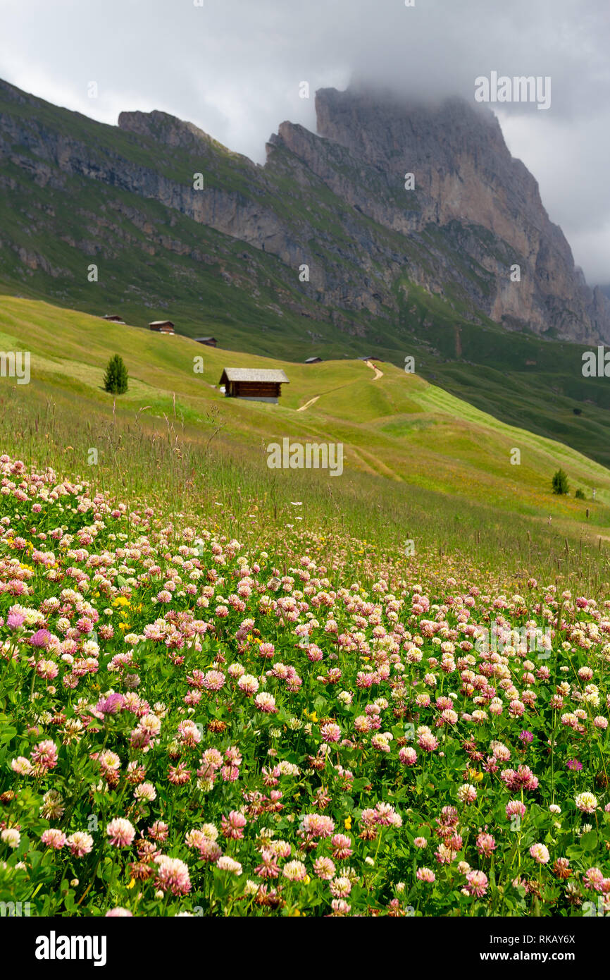 Seceda mountain. Trifolium alpinum fiori, prateria alpina. Odle picchi. Il Gardena Dolomiti. Ortisei. Alpi italiane. L'Europa. Foto Stock