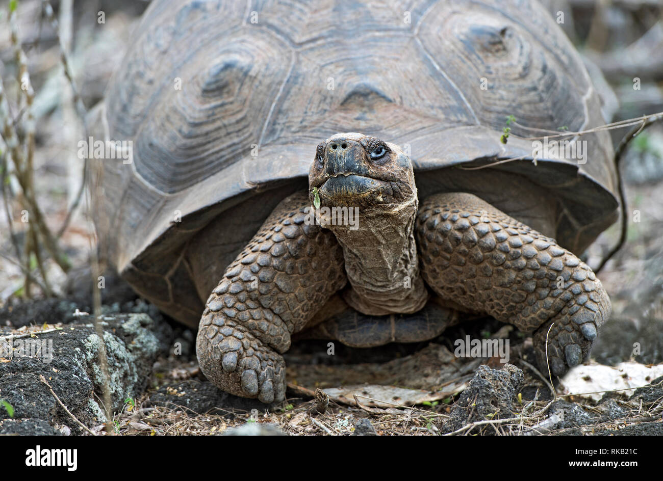 Galápagos tartaruga gigante (Chelonoidis nigra ssp), in situ, Isabela Island, Isole Galapagos, Ecuador Foto Stock