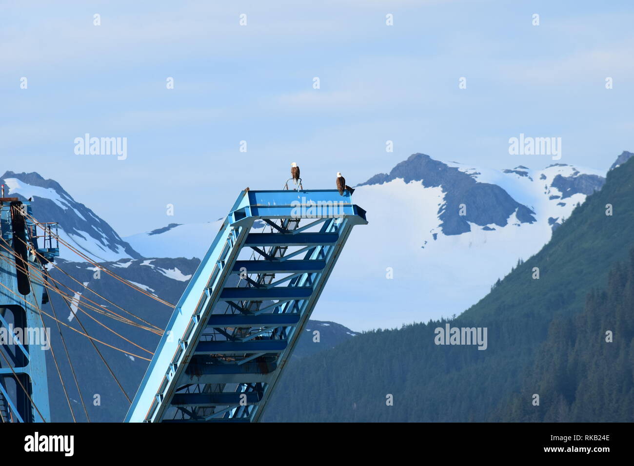 Aquile calve appollaiarsi su una piattaforma industriale presso il porto di Seward, Alaska Foto Stock