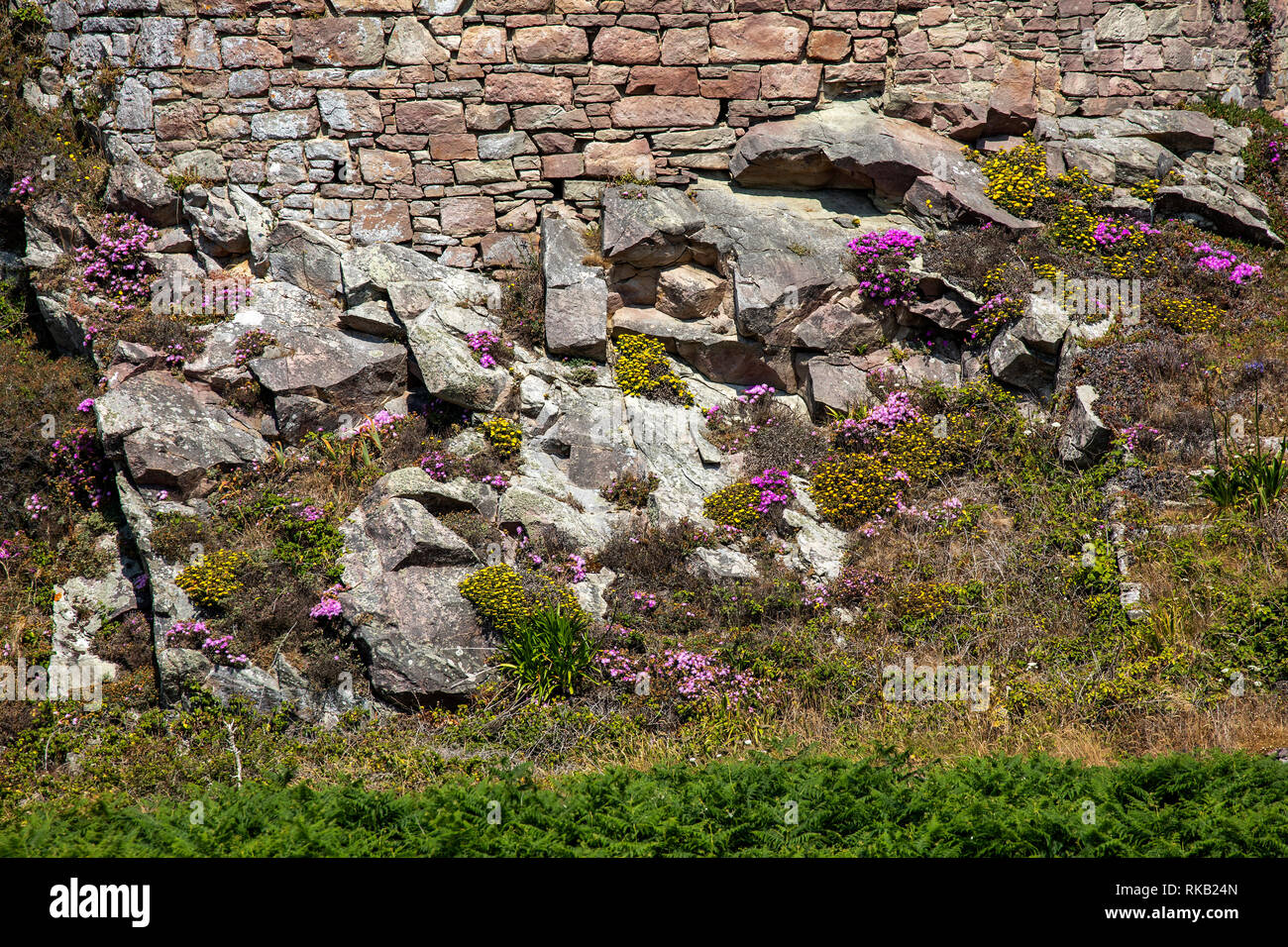 Flora naturale che cresce su rocce vicino alla costa su Alderney Foto Stock