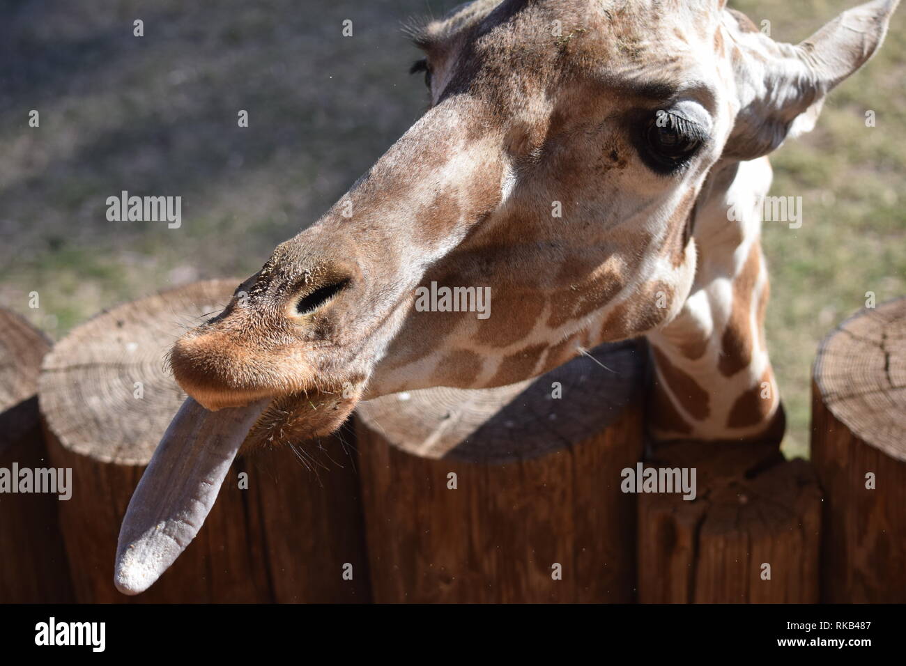Una giraffa che esibisce la sua impressionante la linguetta al Wildlife World Zoo in Arizona Foto Stock