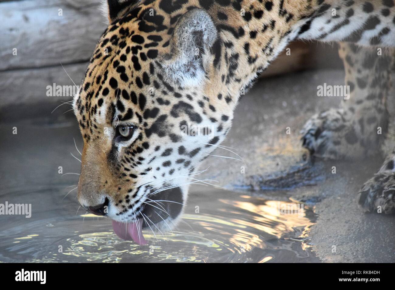 Bellissima Jaguar passi al Wildlife World Zoo in Arizona Foto Stock