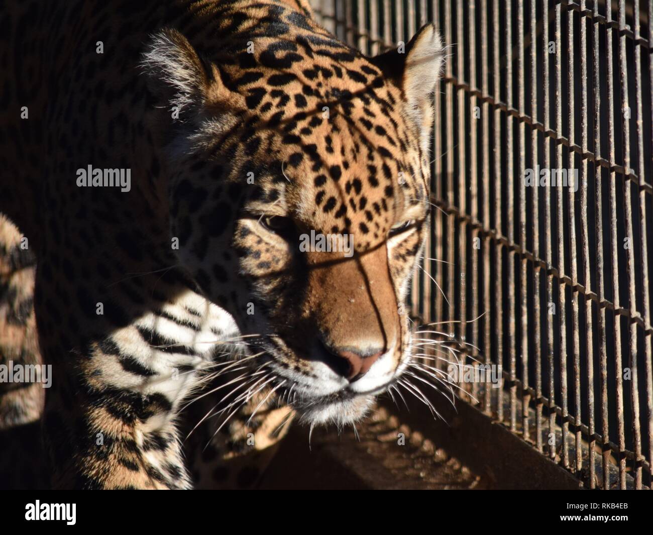 Bellissima Jaguar passi al Wildlife World Zoo in Arizona Foto Stock