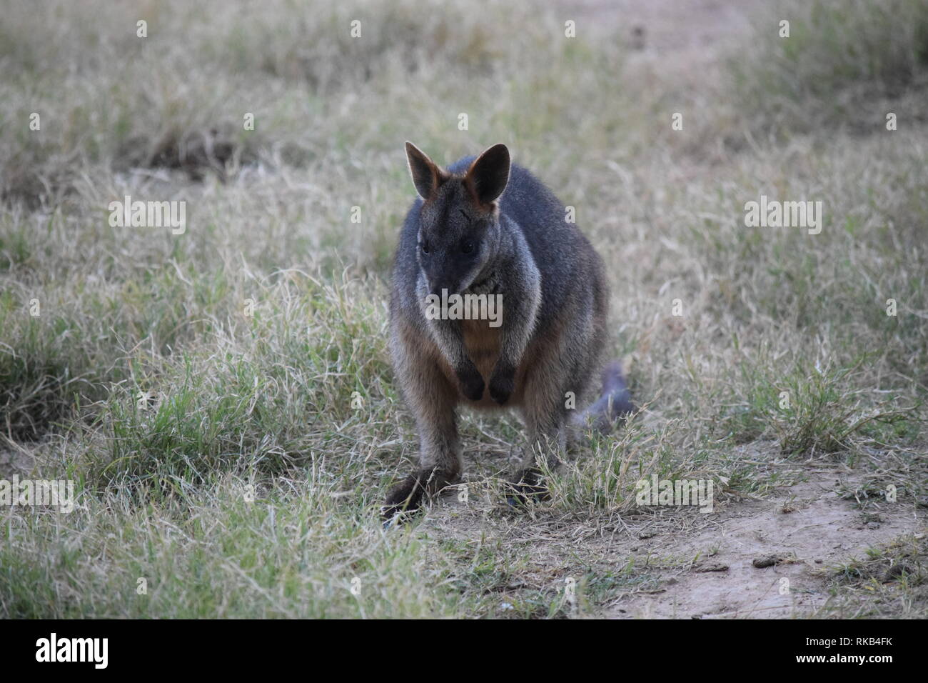 Vari i canguri frolic in un campo Foto Stock