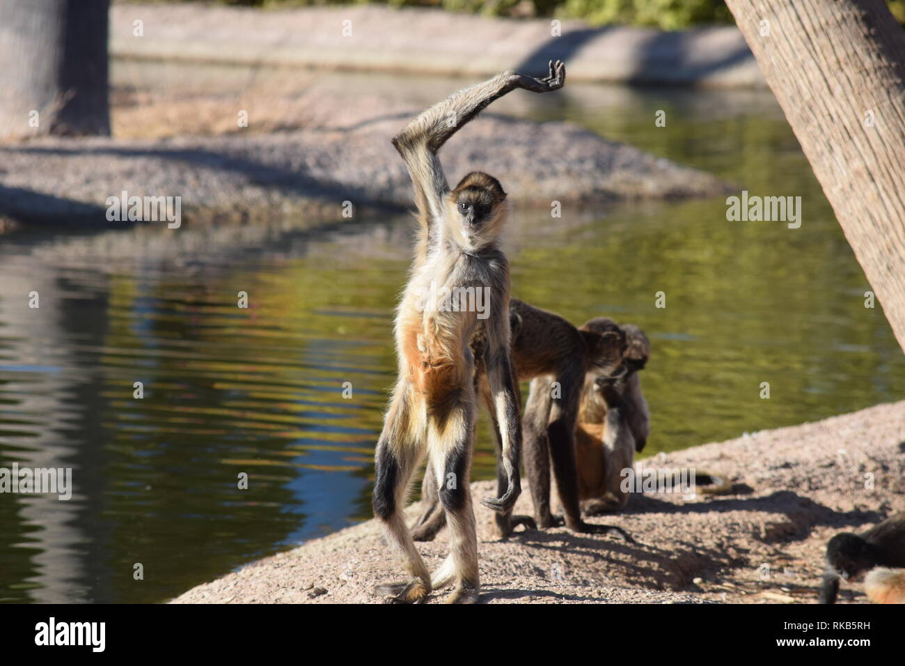 Onda al vostro parente! Foto Stock