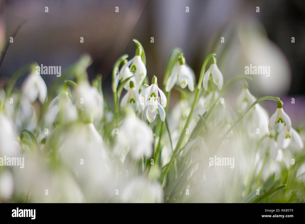 Snowdrops Spring Foto Stock