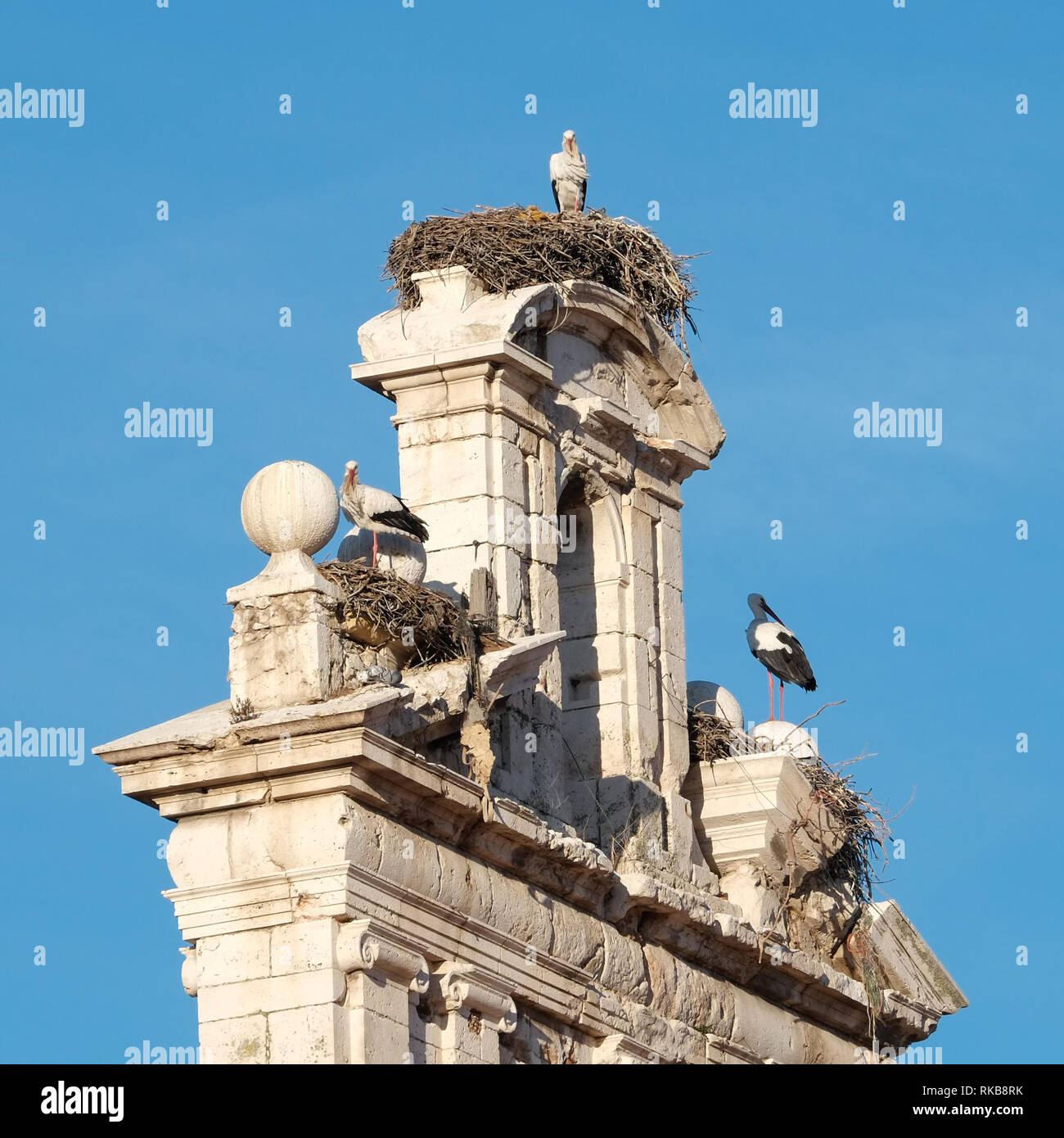 Nidificazione di cicogne Foto Stock