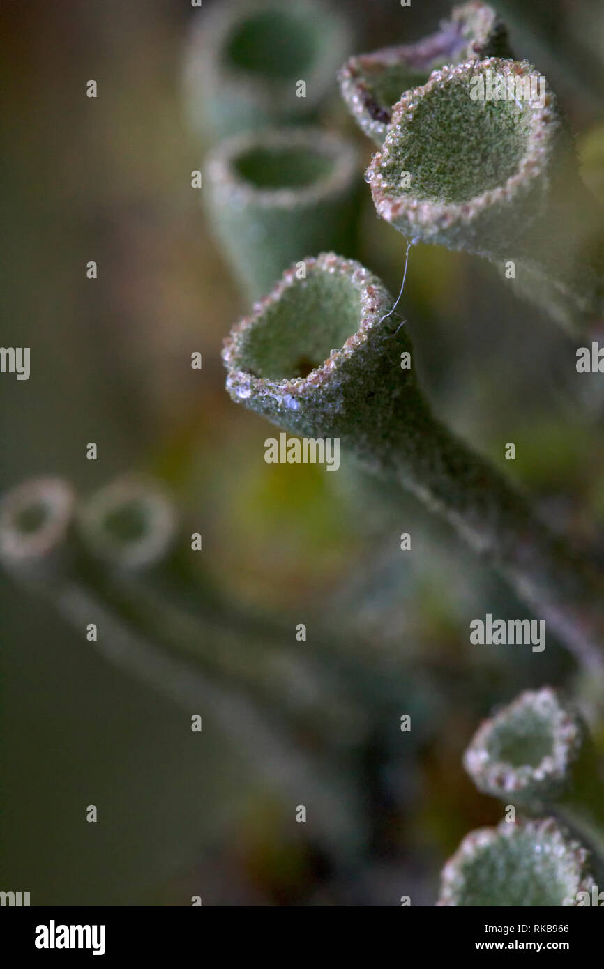 "Pixie Cup' funghi - cladonia pyxidata Foto Stock