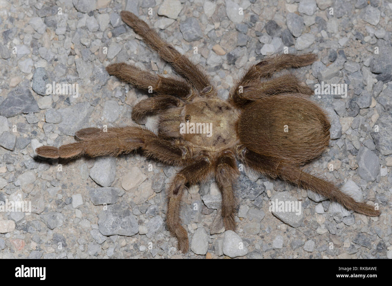 Oklahoma Brown Tarantola, Aphonopelma hentzi, penultima maschio Foto Stock