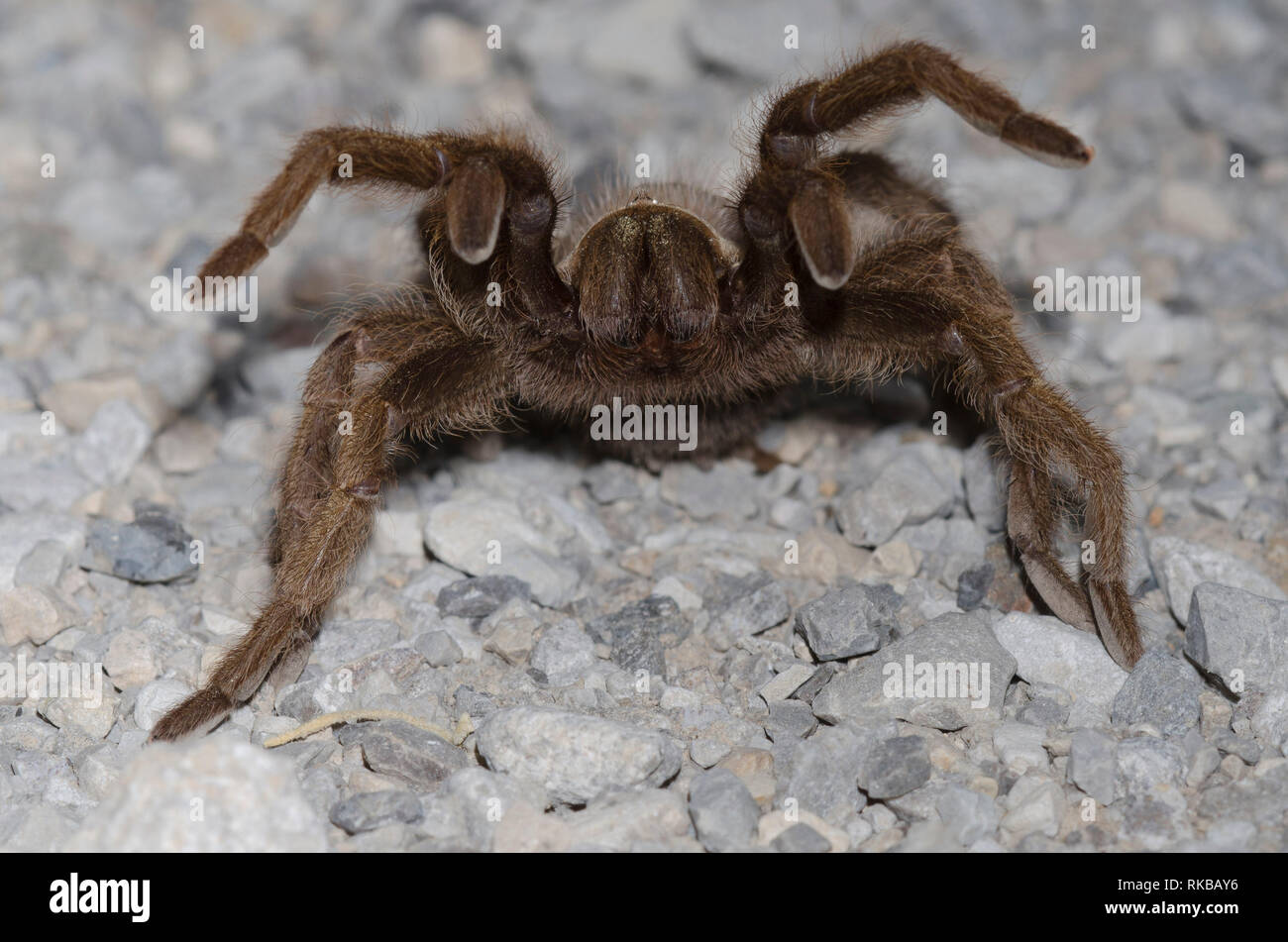 Oklahoma Brown Tarantola, Aphonopelma hentzi, penultima maschio nel display di minaccia Foto Stock