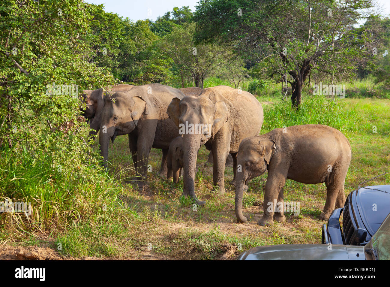 Gli elefanti selvatici mangiare erba, Hurulu Eco Park, Sri Lanka.Hurulu Eco Park è una vasta area di foresta, prateria e lagune.La sua casa per la fauna selvatica come l Foto Stock