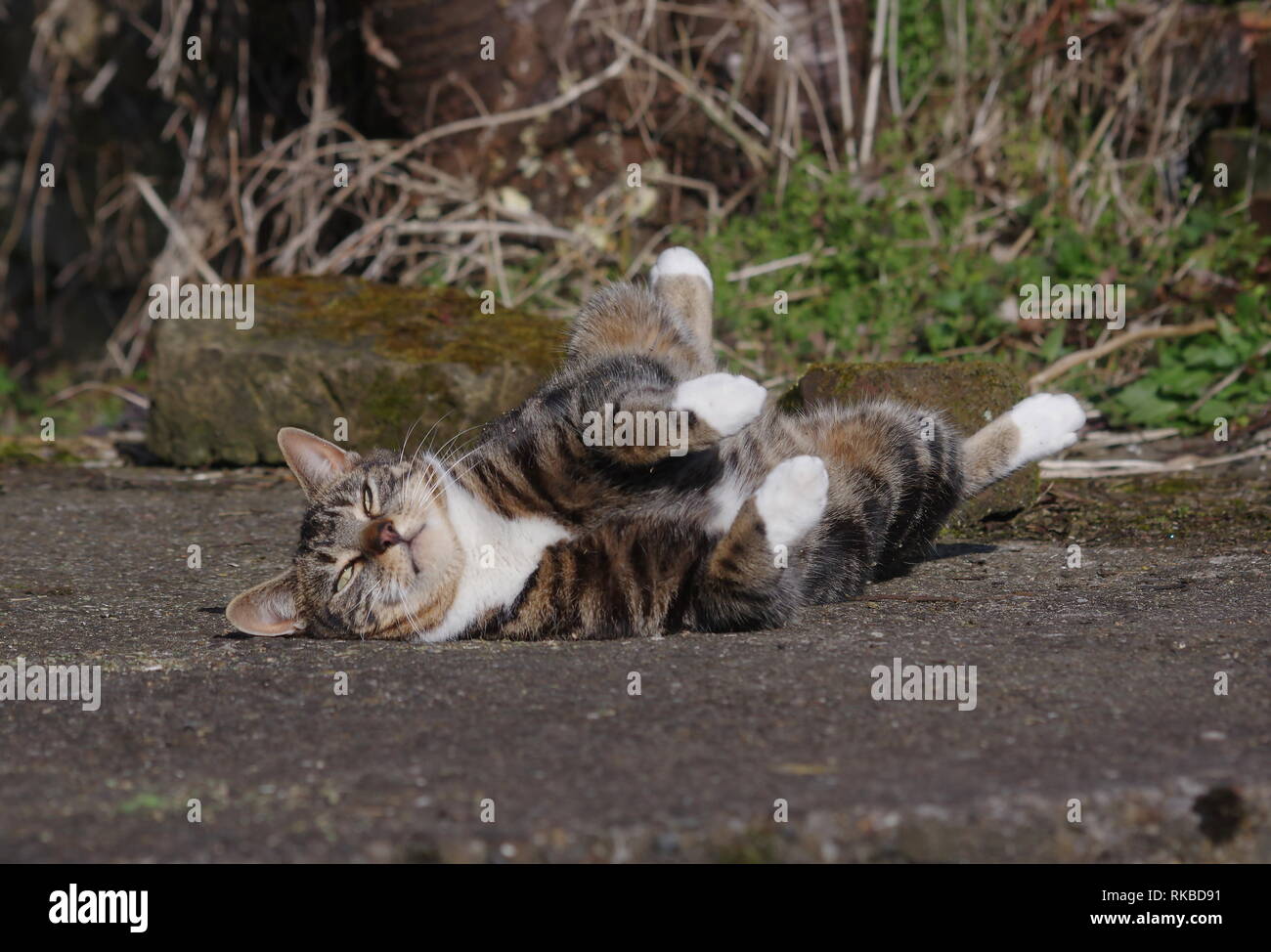 Tabby cat con erba gatta Foto Stock