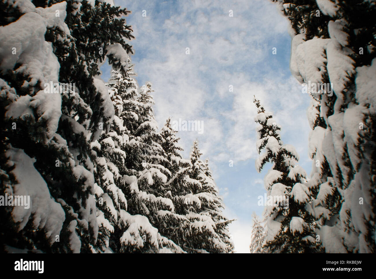 Ampia, fishe eye distorto, cercando fino al blu soffici nuvole cielo da maestose coperte di neve foresta. Grandi e imponenti abeti. Foto Stock
