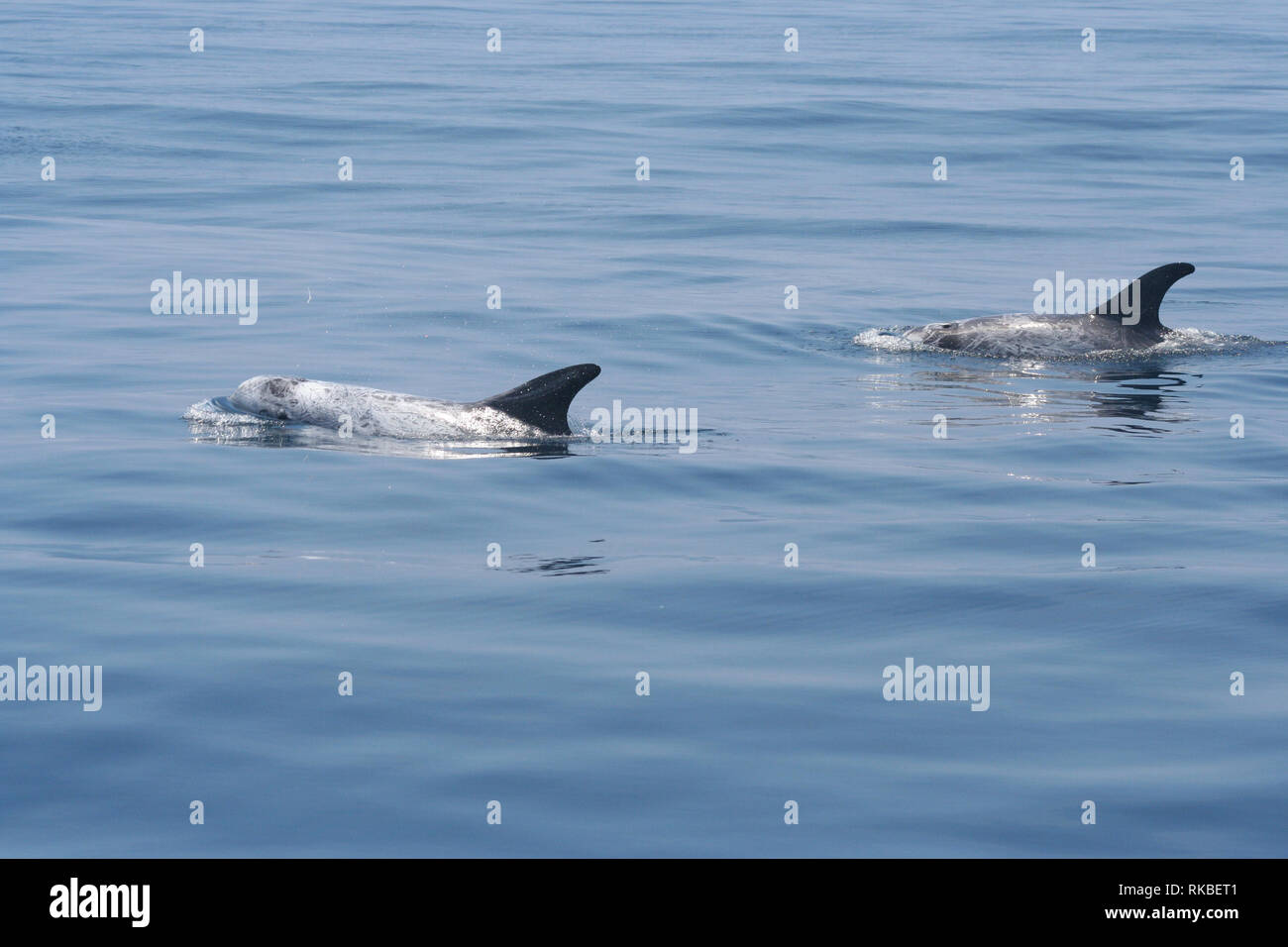 Due Risso (Dolphin Grampus griseus) nuotare pigramente su una tranquilla giornata dell'Isola di Catalina in California Foto Stock