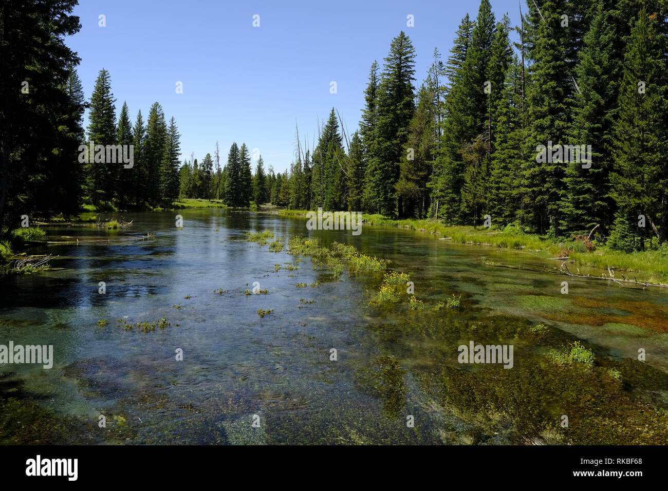 Molle di grandi dimensioni sull'Henry's forcella, Snake River, Idaho Foto Stock