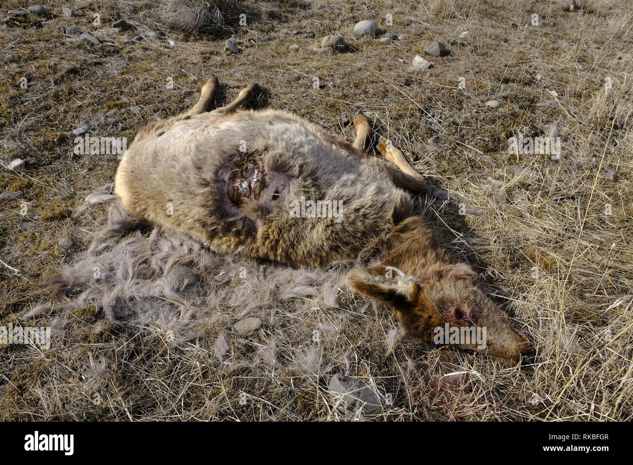 Elk vitello ucciso da lupo Foto Stock