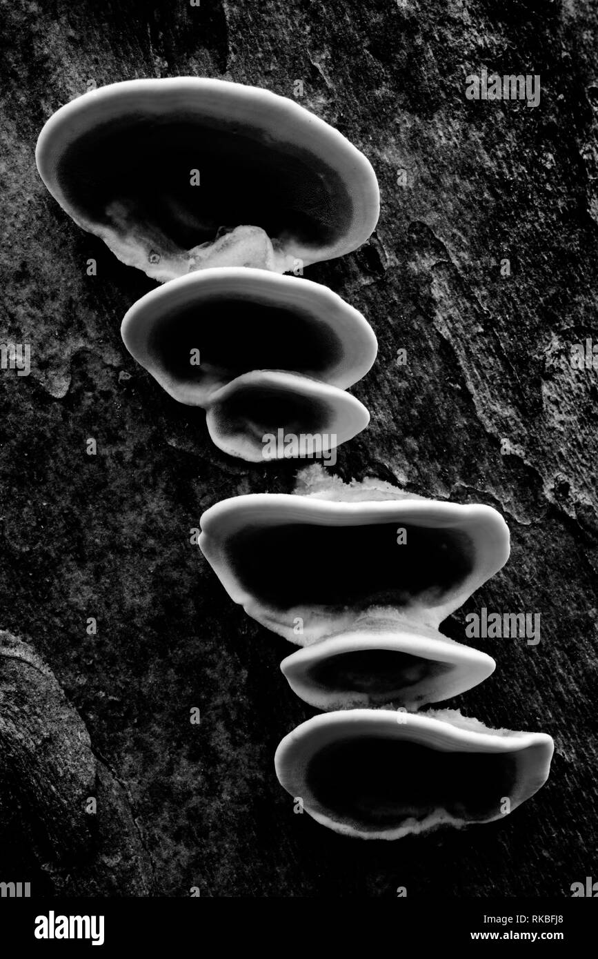 Funghi su albero Foto Stock