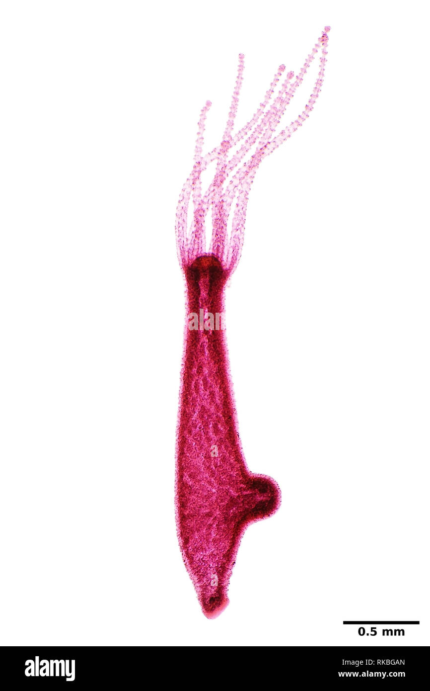 Hydra (colorato) sotto il microscopio, depositata di vista è di circa 4,2 mm di altezza Foto Stock