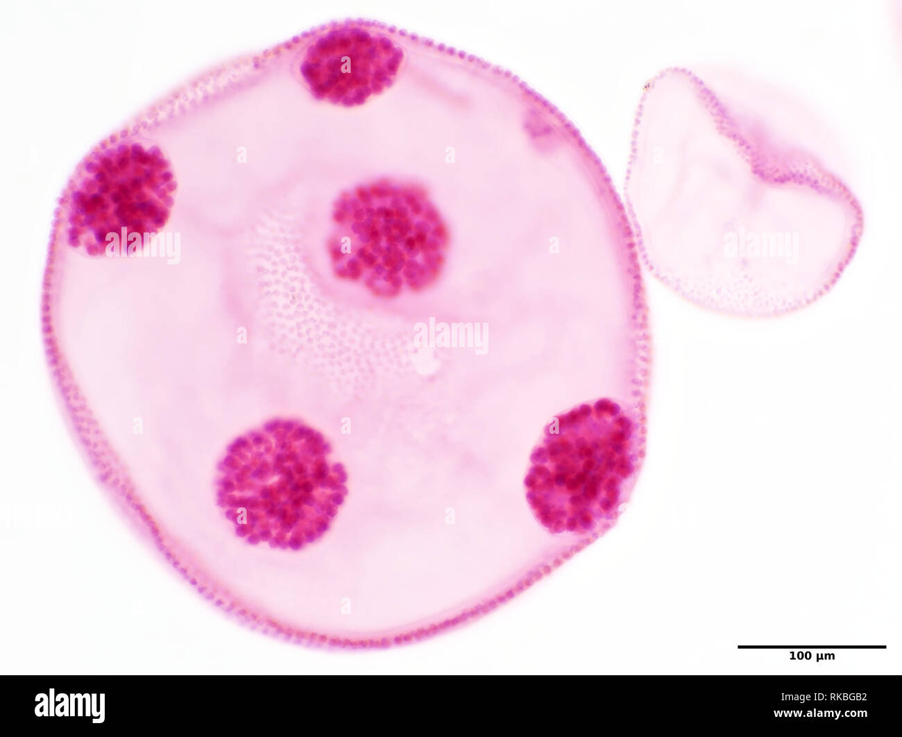 Volvox alghe (colorato) sotto il microscopio, area raffigurato è di circa 0,61 mm di larghezza Foto Stock