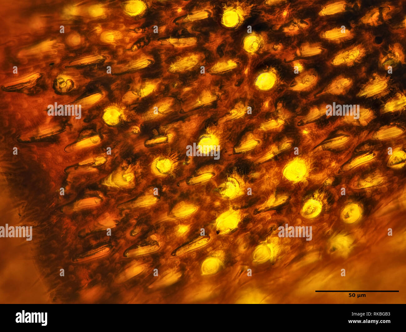 Wasp superficie dell'antenna sotto il microscopio, area raffigurato è di circa 0,24mm di larghezza Foto Stock