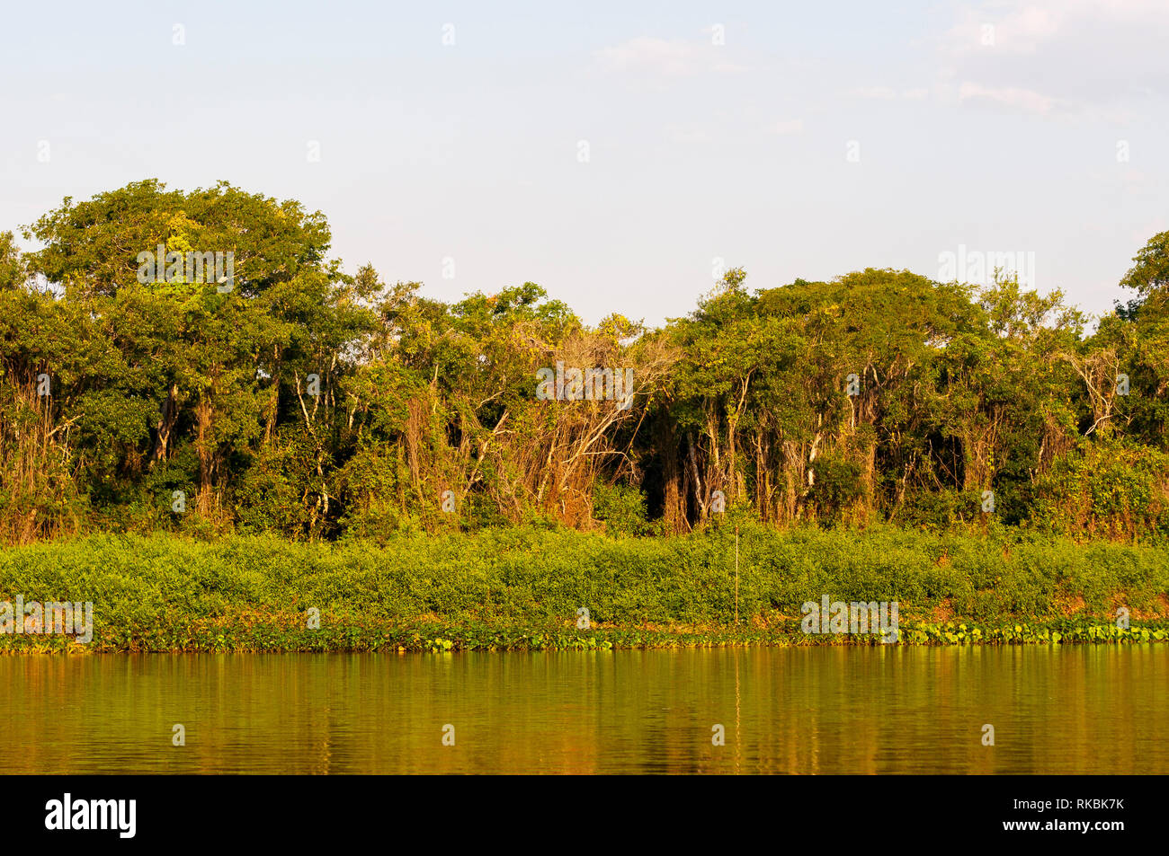 Wild cercando e tipica foresta fluviale a Cuiabá fiume del Pantanal, habitat della Jaguar, Mato Grosso station wagon, Brasile Foto Stock