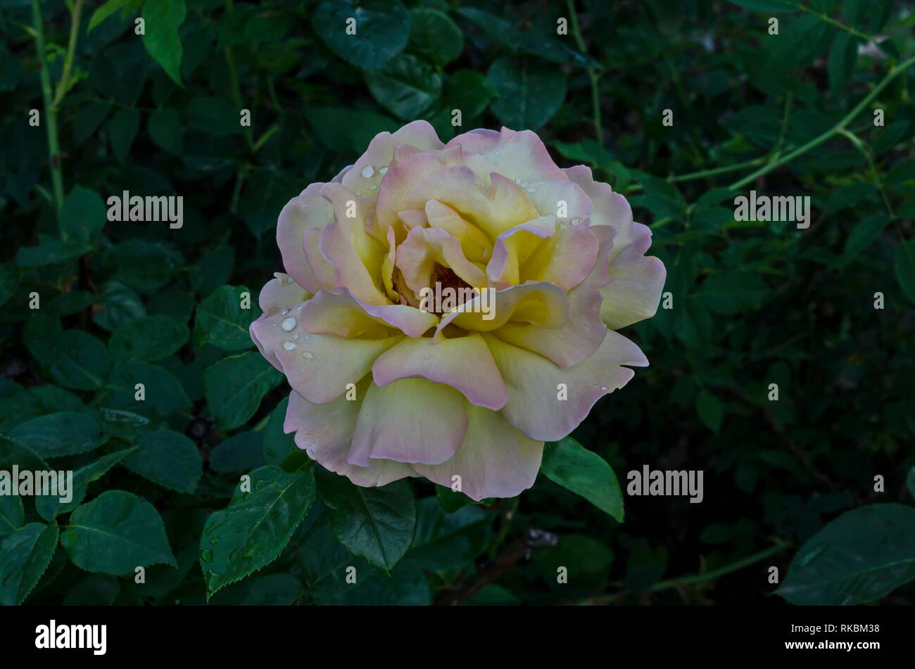 Foto di ramoscello impasto fresco rosa e rosa gialla fiore fiore per il messaggio di saluto nel parco naturale Zaimov, distretto Oborishte Sofia Bulgaria Foto Stock