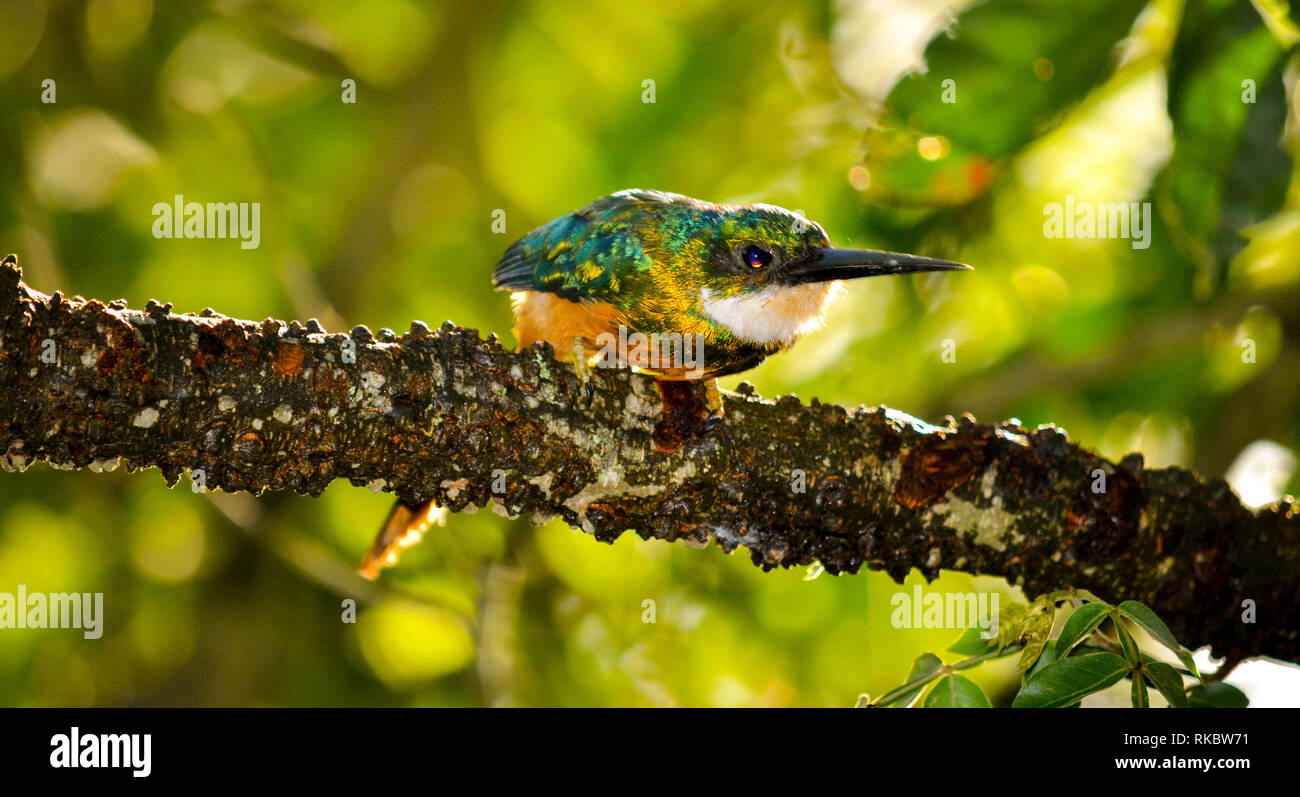 Il Rufous-tailed Jacamar, è un uccello rispetto da molti con il grande verde smeraldo, pietra generati nelle montagne della giungla colombiana. represenb Foto Stock