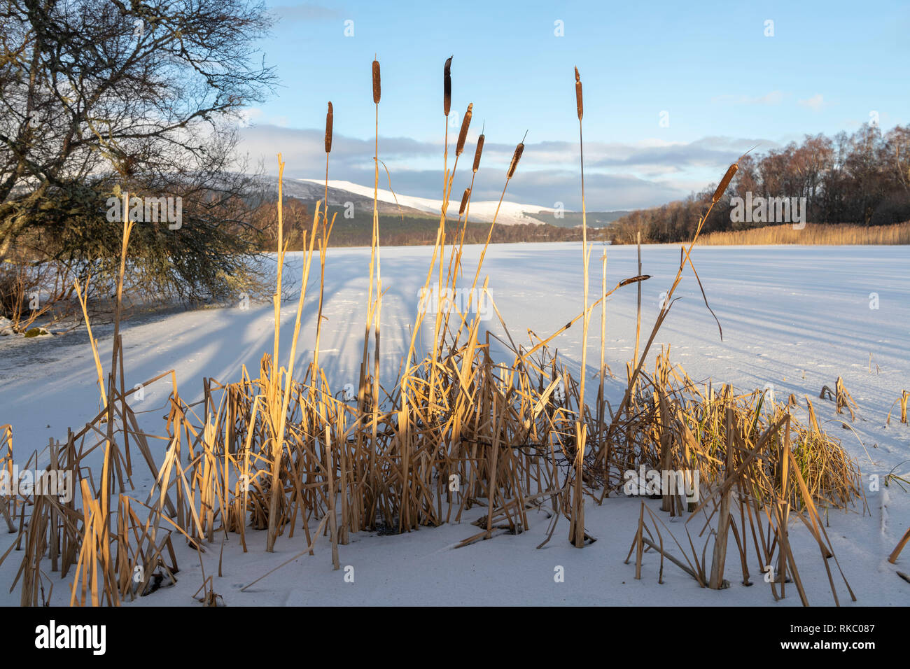 Giunchi sul bordo di Frozen Loch Kinnord presso Sunrise Foto Stock