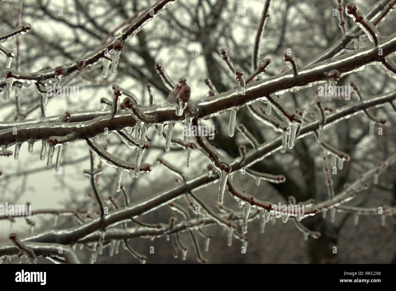 Rami di albero rivestito di uno strato di ghiaccio Foto Stock