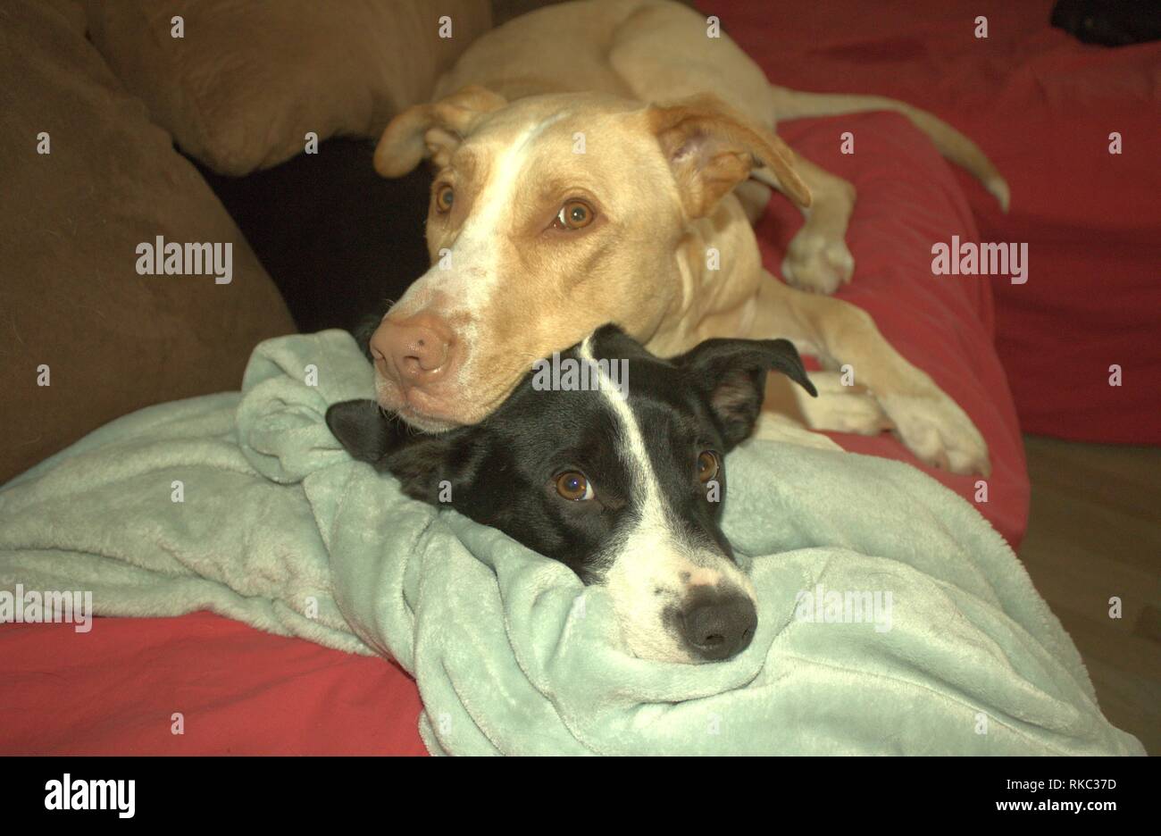 Due cani Snuggling su un lettino Foto Stock