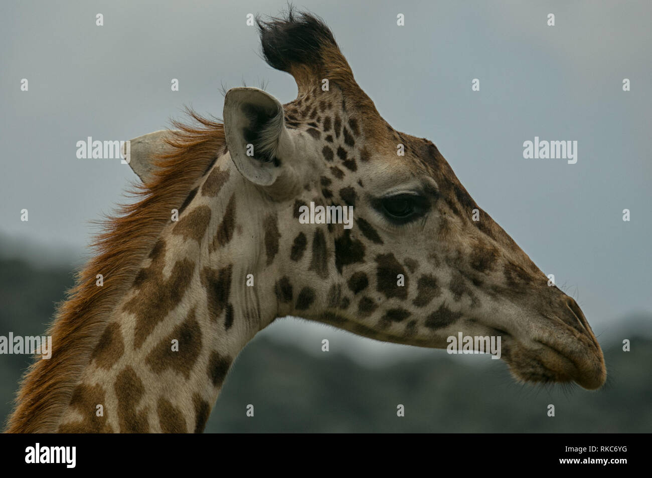 La giraffa ritratto Foto Stock