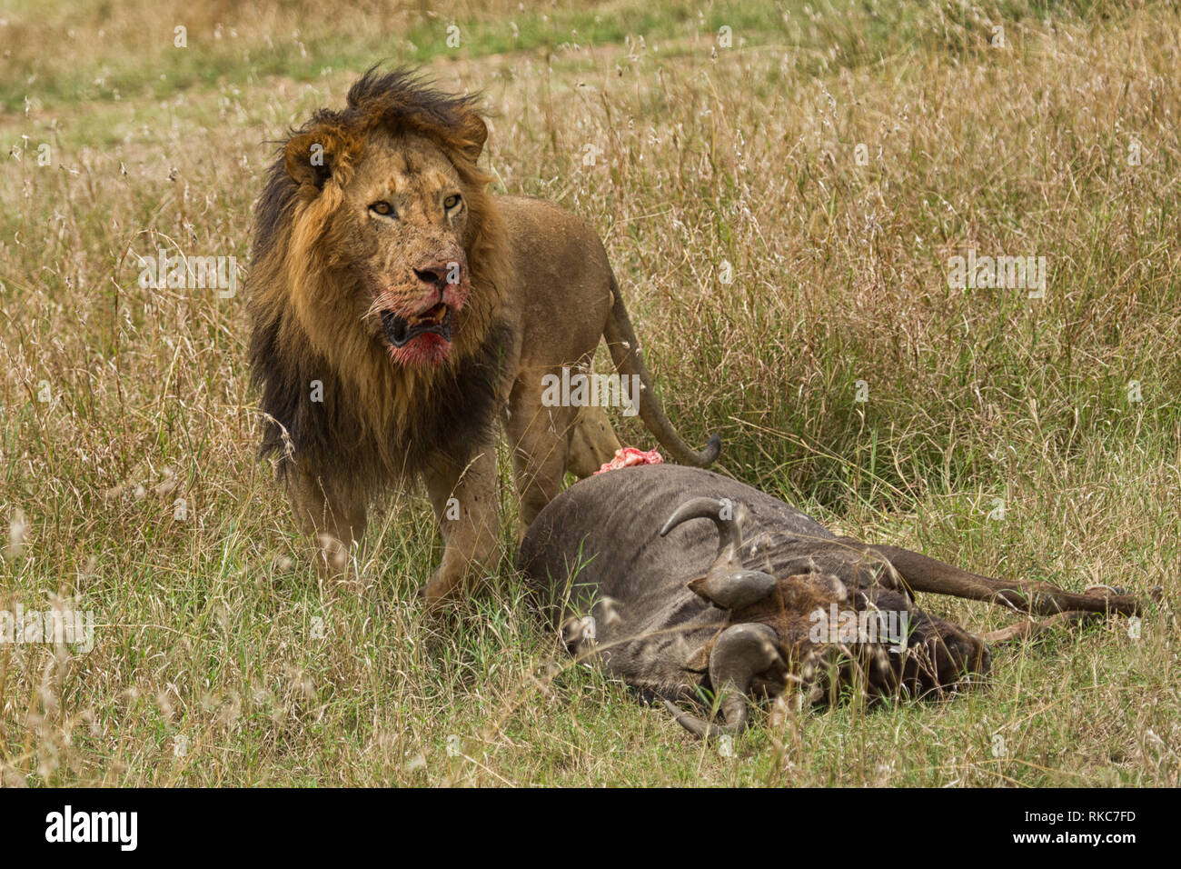 Leone maschio con un fresco e uccidere il Massai Mara Foto Stock