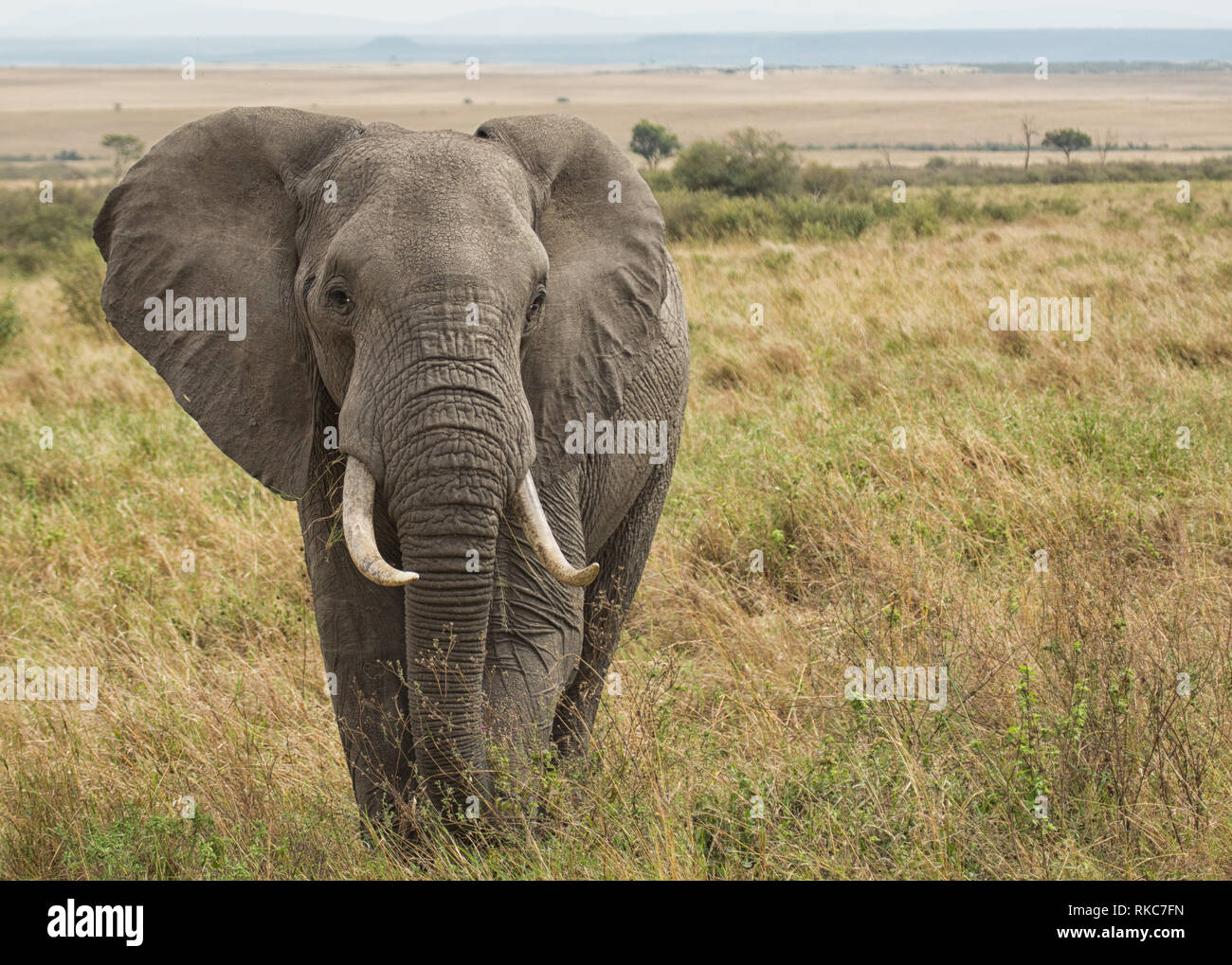 Elephant sulle pianure Foto Stock