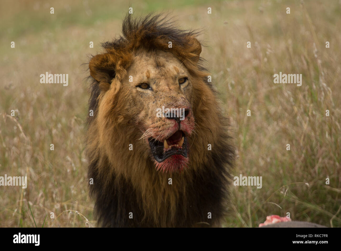 Maned nero Lion Foto Stock