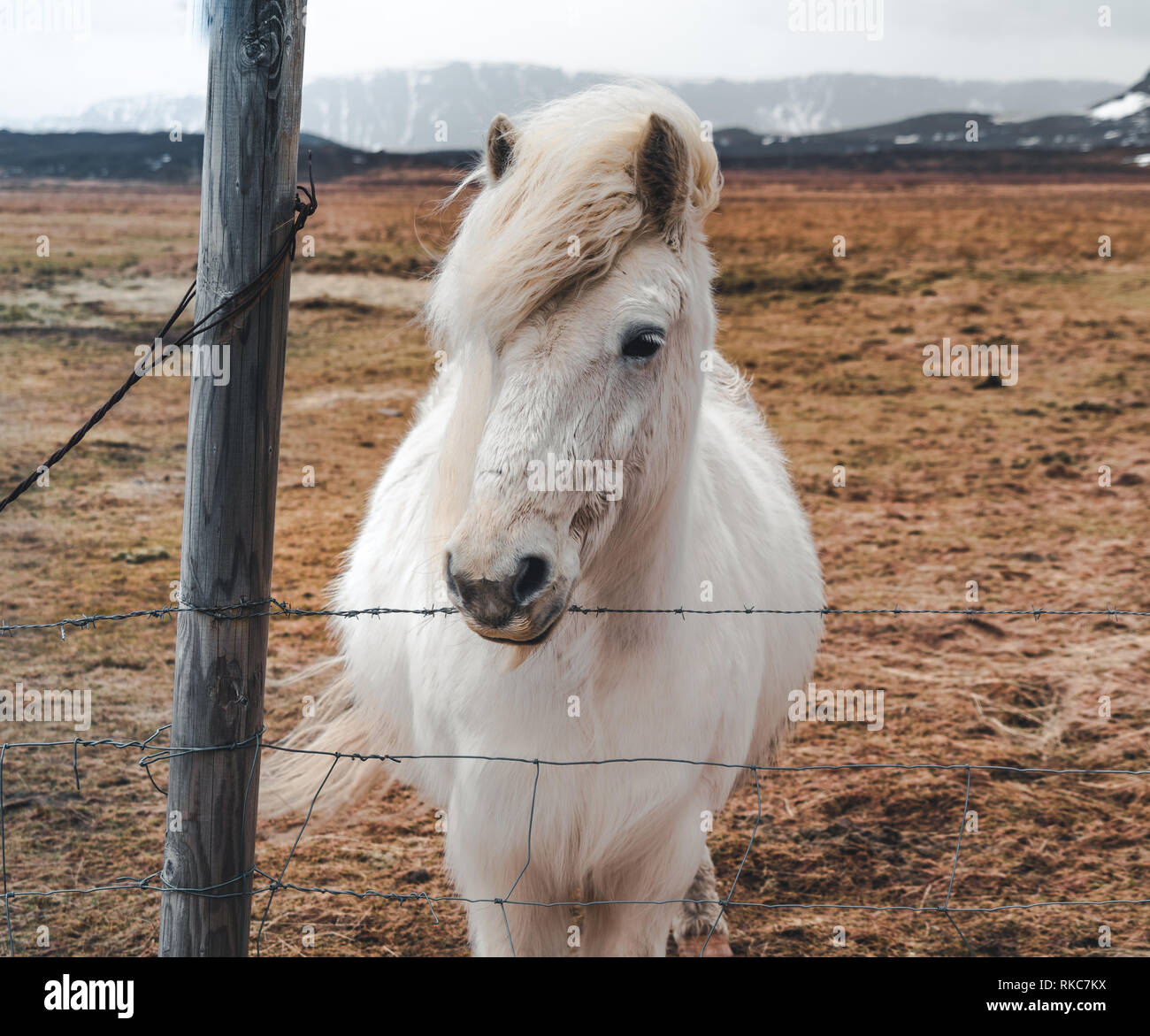 Cavallo islandese. I capretti dun cavallo essendo addestrato, indossare  Capezza in corda, snaffle bit e fai un affondo. Austria Foto stock - Alamy