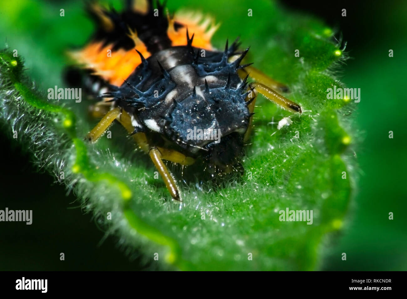 Extreme close up di una coccinella larva appoggiata su una foglia. Foto Stock