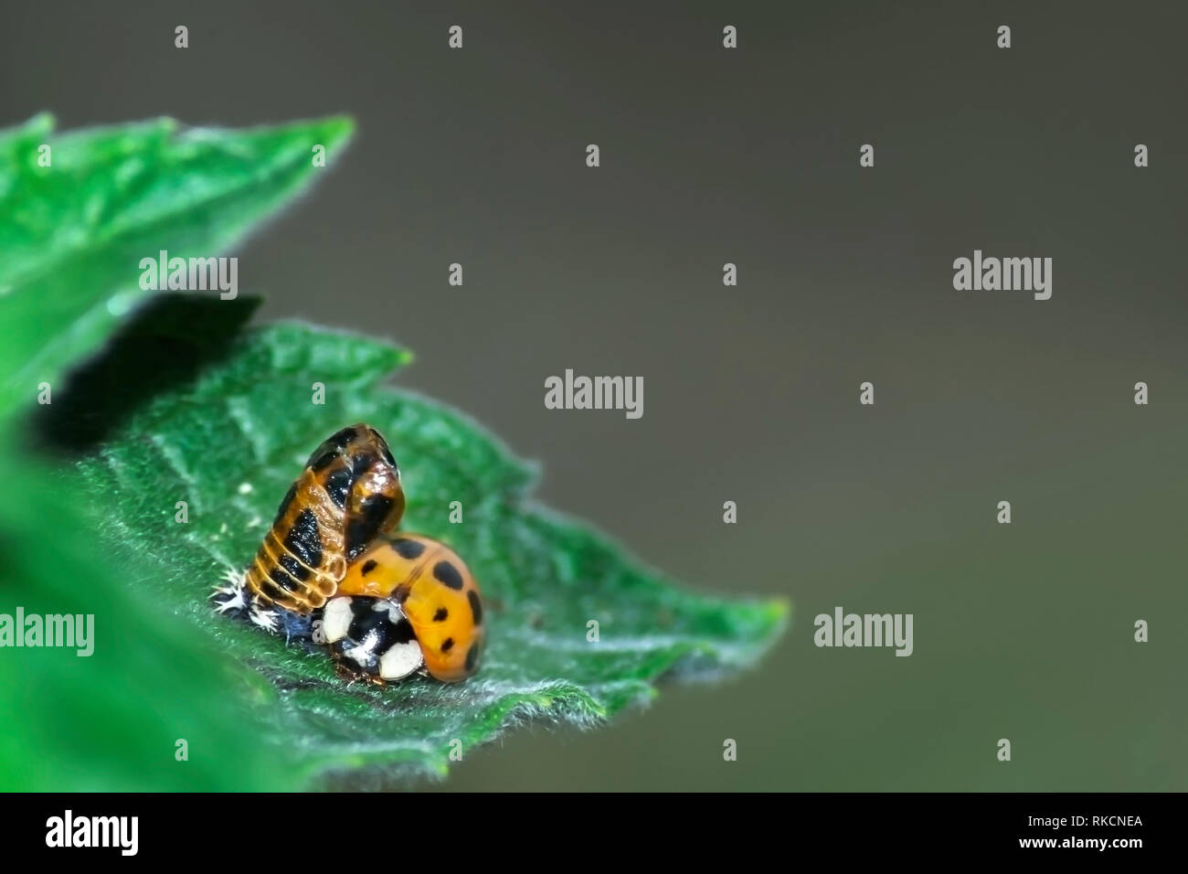 Harlequin ladybird emergenti dalla sua pupa Foto Stock