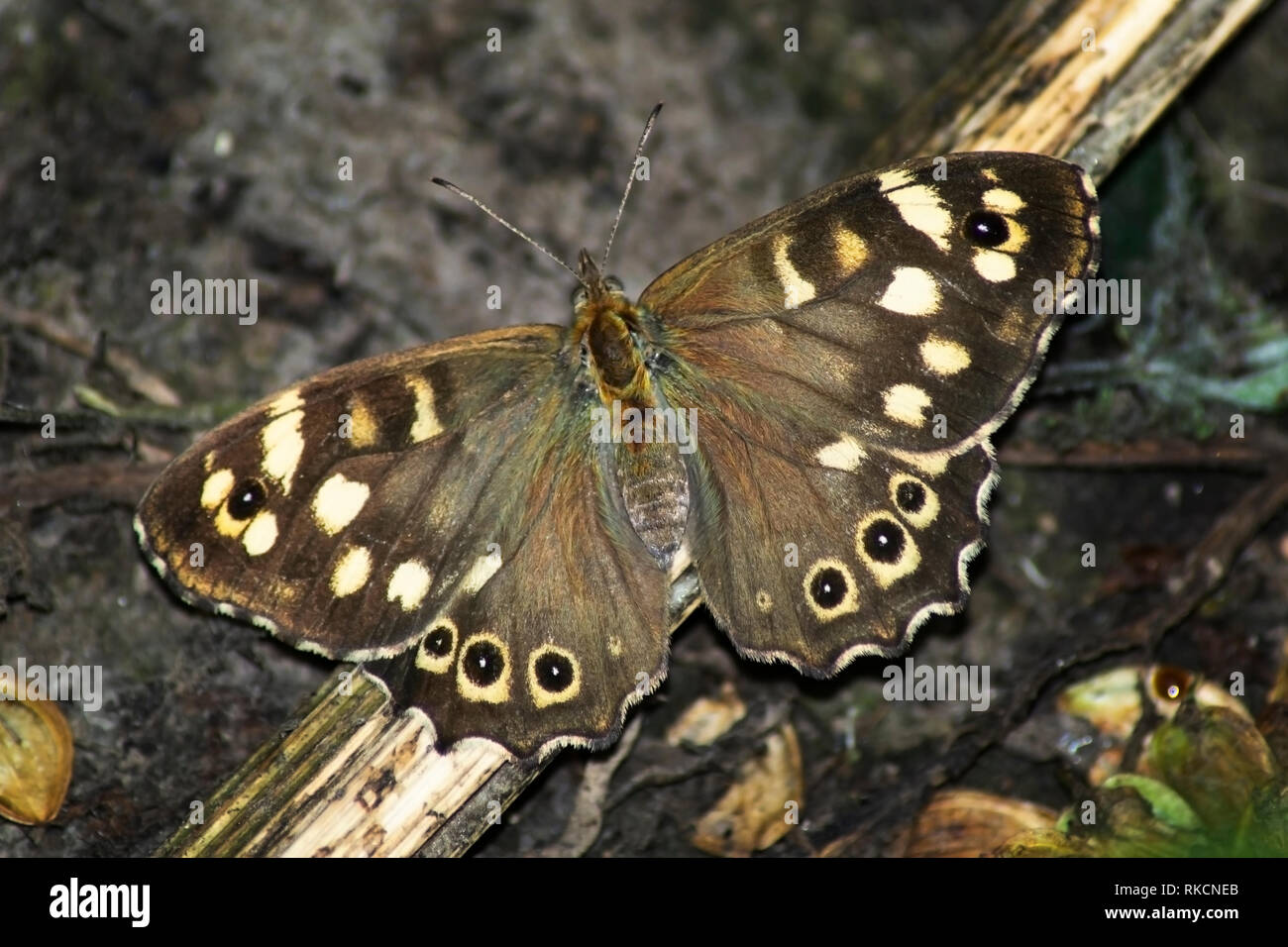 Punteggiate di farfalle di legno a riposo sul pavimento di bosco Foto Stock