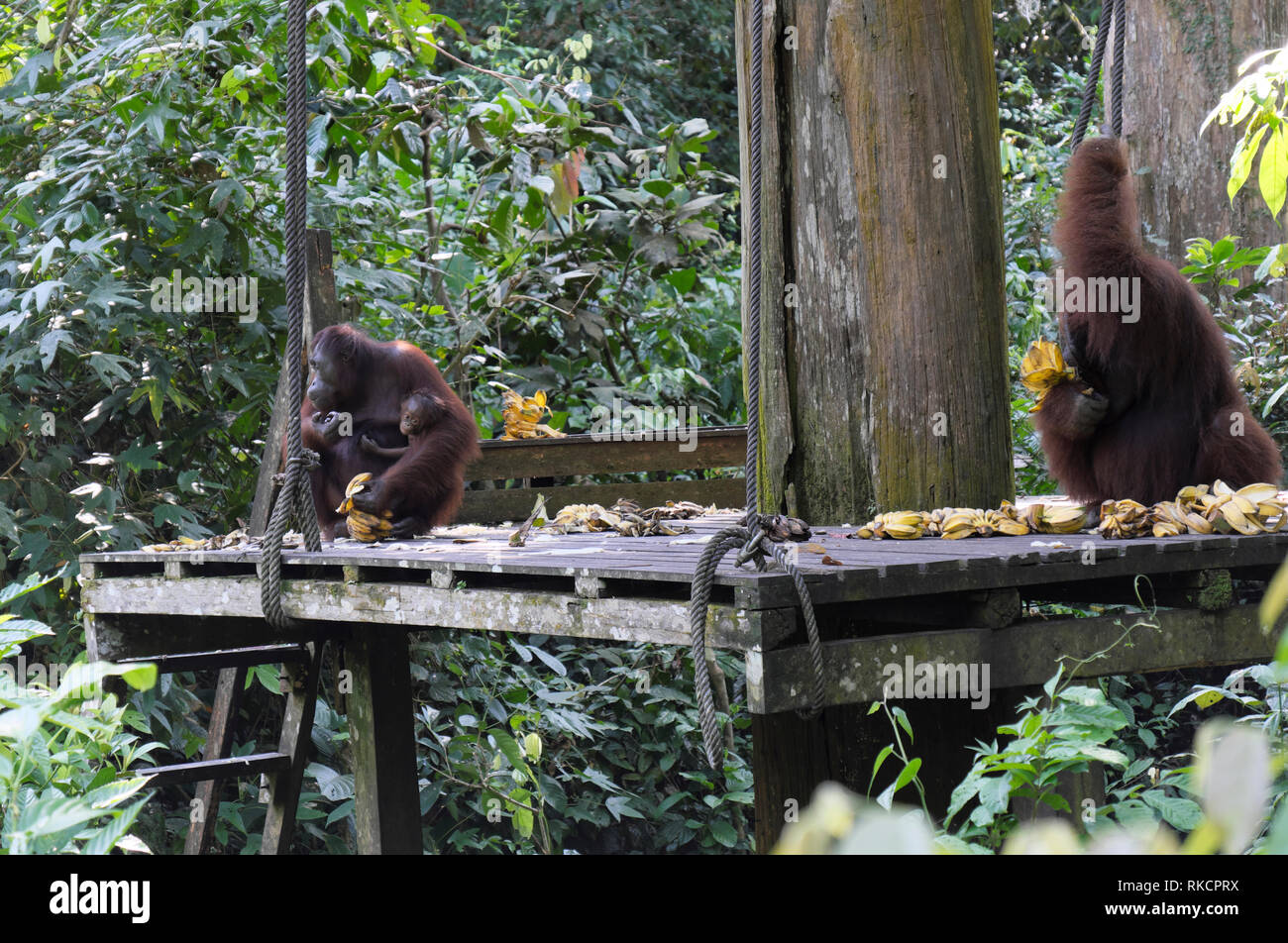 Sepilok Orangutan Centro di riabilitazione in Malese quartiere sabah del Borneo Settentrionale è stata fondata nel 1964, a riabilitare orangutan orfani Foto Stock