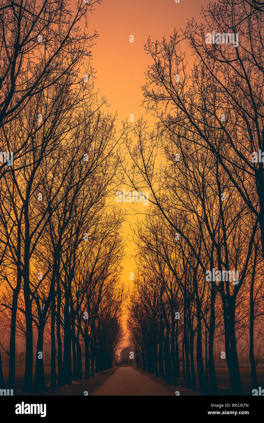 Alberi Lane Pomeriggio al Tramonto cielo arancione scuro percorso forestale sentiero prospettiva della strada guardando verso il basso andando Foto Stock