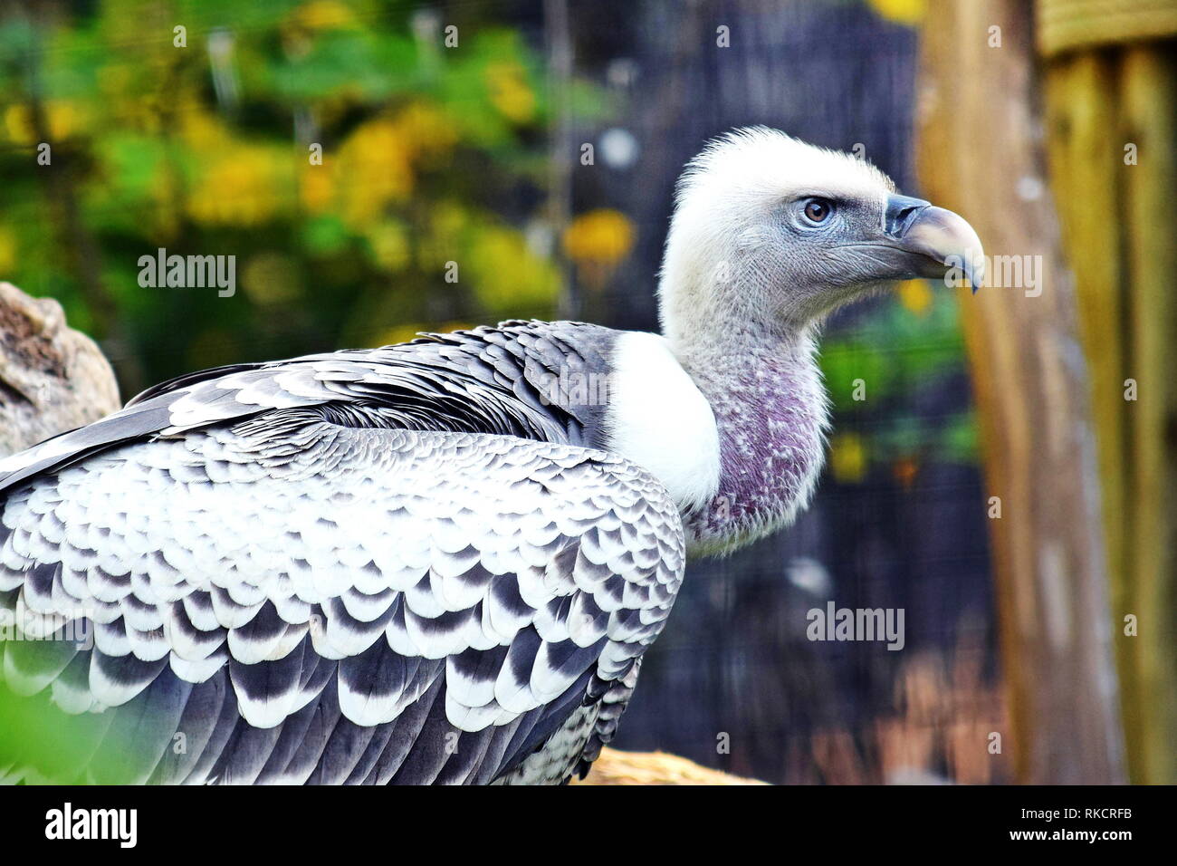 Gyps Rueppellii Vulture ritratto dettaglio Stock Photo Foto Stock
