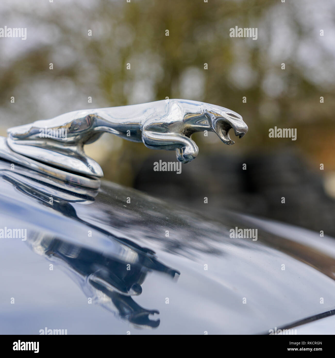 Emblema sul cofano di auto Jaguar nel salto Foto Stock