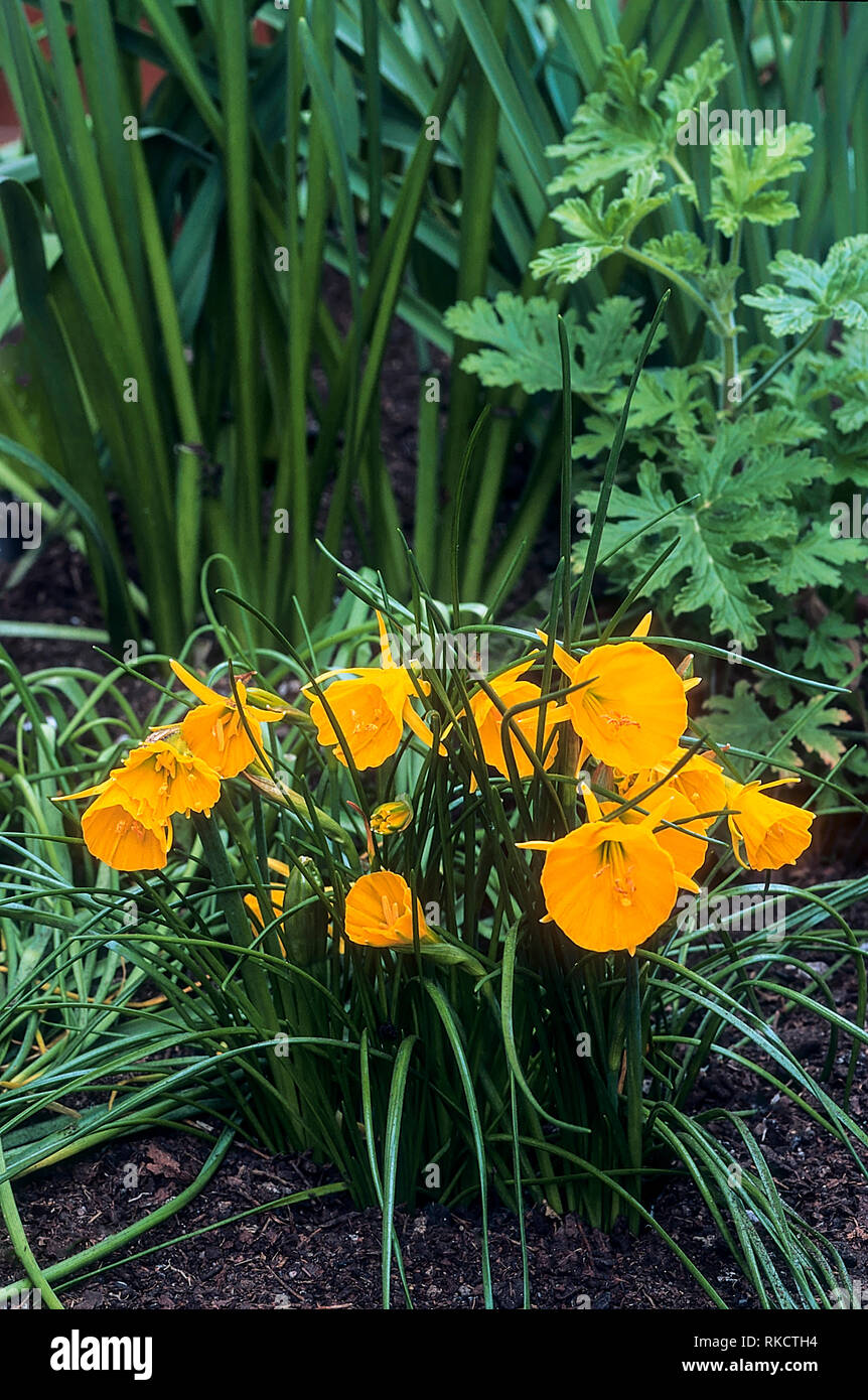 Narcissus bulbocodium o Hoop-petticoat daffodil con un sacco di profonda fiori giallo autunno alla primavera fioritura preferisce acido al suolo neutrale completamente hardy Foto Stock