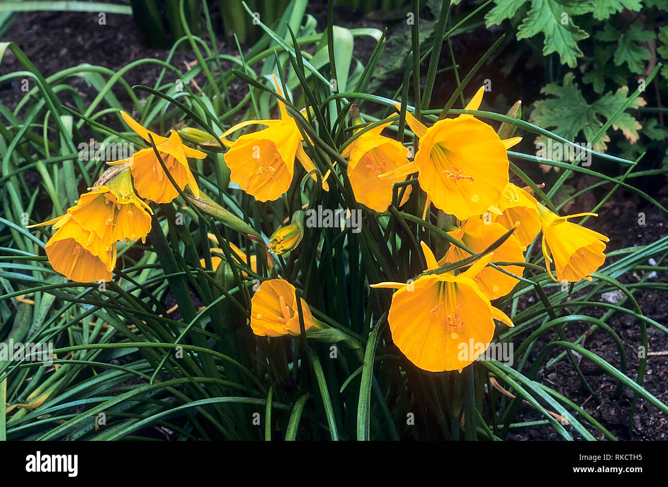 Narcissus bulbocodium o Hoop-petticoat daffodil con un sacco di profonda fiori giallo autunno alla primavera fioritura preferisce acido al suolo neutrale completamente hardy Foto Stock